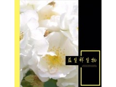 白残花 蔷薇花 量大从优 现货包邮