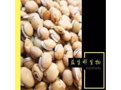 白扁豆提取物/扁豆粉/白扁豆速溶粉