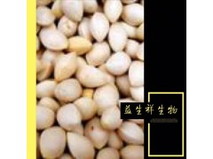 白果提取物 厂家直销 量大从优 现货直邮