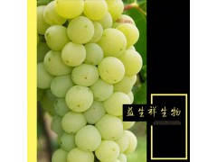 白葡萄粉 白葡萄提取物 厂家直销 现货包邮