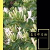 金银花提取物 绿原酸含量10:1 金银花粉 金银花速溶粉 包邮