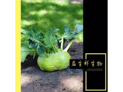 苤蓝提取物 现货包邮 100%专业提取 1公斤铝箔袋