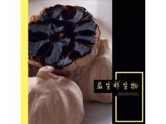现货 黑蒜提取物 发酵黑蒜提取物 黑蒜防治痴呆症10:1