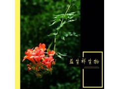 凌霄花提取物 10:1 益生祥 凌霄花浸膏粉 厂家现货直销