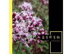 益生祥生物 佩兰提取物 10:1 化痰平喘 现货包邮