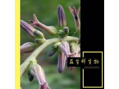 知母提取物 10：1 知母皂粉 清热泻火 厂家直销包邮