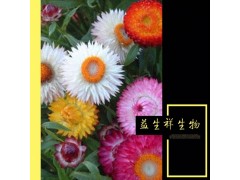 益生祥源头厂家供应 麦秆菊粉 现货包邮 100%专业提取