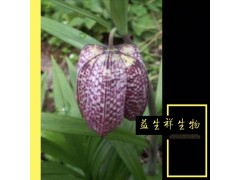 川贝母粉 益生祥厂家直销天然 川贝母提取物10:1