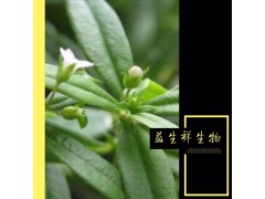 白花蛇草粉 白花蛇草黄酮白花蛇舌草提取物10:1 品质保证