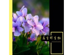 紫花地丁提取物 10：1植物原料厂家供应紫花地丁纯粉