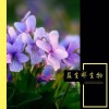 紫花地丁提取物 10：1植物原料厂家供应紫花地丁纯粉