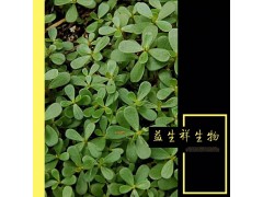 马齿笕粉98%厂家直销马齿苋粉1Kg起订现货包邮