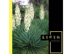 丝兰皂甙 30%-90% 丝兰提取物 厂家现货