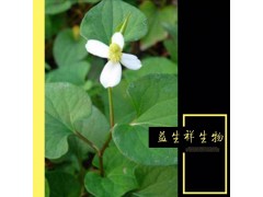 鱼腥草粉 高倍浓缩粉 固体饮料 厂家现货