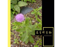 小蓟粉 小蓟提取物 固体饮料 厂家直销