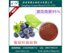 葡萄籽提取物 原花青素95% 慈缘现货热销