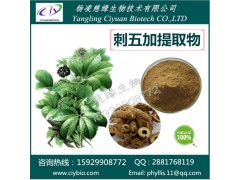 刺五加提取物 刺五加多糖 慈缘生物 厂家直销
