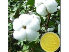 醋酸棉酚98% 棉籽提取物 天然原料