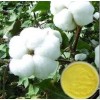 醋酸棉酚98% 棉籽提取物 天然原料