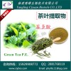 茶叶提取物10:1 绿茶提取物 茶多酚50% 慈缘生物