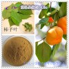 柿子叶提取物 柿叶黄酮20~40% 慈缘专业生产
