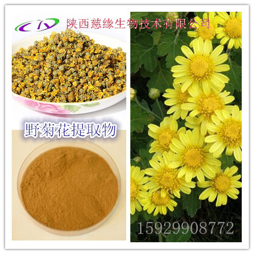 野菊花_副本