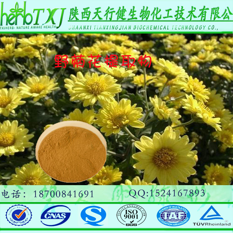 野菊花提取物1