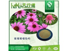 紫锥菊提取物 4%紫锥菊多酚 菊苣粉 菊苣酸 品质保证 资质齐全包邮一公斤装 批发价