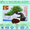 松树皮提取物 原花青素95% 松树皮原花青素的最新价格 SC认证 QS老厂质量保障