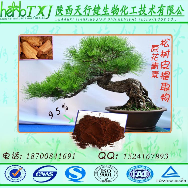 松树皮提取物