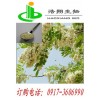 产地优质槐米提取芦丁 水解得槲皮素 找宝鸡浩翔生物