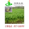 芹菜素95%98%HPLC测定 找宝鸡浩翔生物