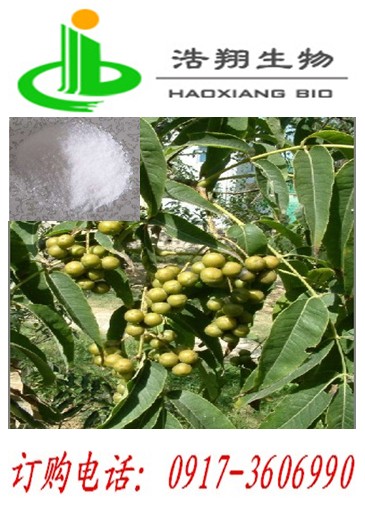 苦参提取苦参碱 氧化得苦参素98%99%找浩翔生物