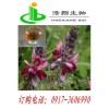 葛根提取物Pueraria P.E.