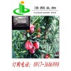 BP版鬼臼树脂CAS#9000-55-9找宝鸡浩翔生物