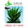 芦荟提取物Aloes Extract