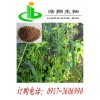 柴胡提取物Radix Stellaviae