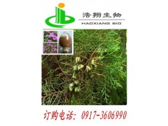 侧柏叶提取水溶性活性物质