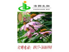 紫锥菊提取分离 紫锥菊多酚/菊苣酸
