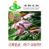 紫锥菊提取分离 紫锥菊多酚/菊苣酸