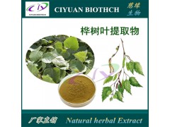 桦树叶提取物10:1 优质原料 专业生产