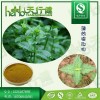 薄荷提取物10:1 薄荷醇 薄荷粉 食品级水溶薄荷提取物 厂家现货保质保量 1KG起订