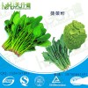 菠菜粉 脱水菠菜粉 蔬菜粉调色原料 果蔬营养粉 蔬菜面食类添加烘焙原料 散装批发 喷雾干燥 QS HALAL厂家直销