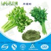 芹菜粉 脱水西芹粉 蔬菜粉 无色素健康营养 食品调料 正品 热风干燥 量大优惠