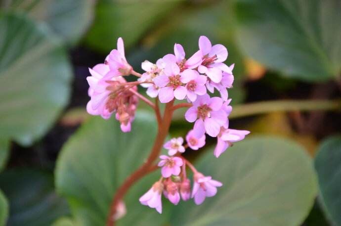 岩白菜素-岩白菜内脂、矮茶素、虎耳草素