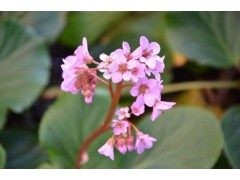 岩白菜素-岩白菜内脂、矮茶素、虎耳草素