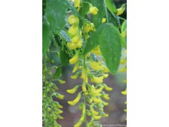 延胡索乙素-左旋四氢巴马汀（l-tetnhy-dropalmaline，l-THP），颅痛定