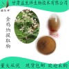 金鸡纳提取液 20:1金鸡纳树皮提取 现货 奎宁树提取物