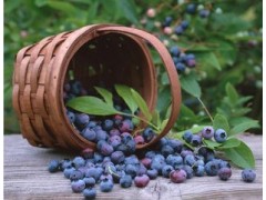 蓝莓粉   蓝莓浓缩液   厂家大量现货