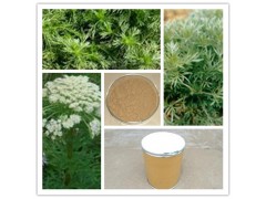 茵陈提取物  厂家直销 优质提取物 比例提取 包邮